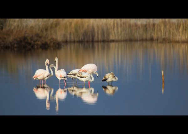 Flamingos at the Aliki Lake Aigialeia